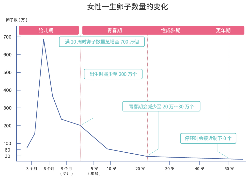 女性一生的卵子数量